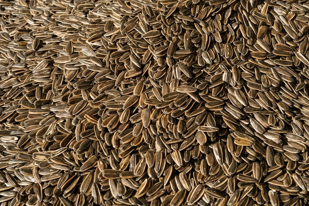 Sunflower seeds